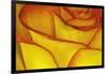 Yellow and red rose.-Adam Jones-Framed Photographic Print