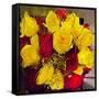 Yellow and Red Roses-Sarah Butcher-Framed Stretched Canvas