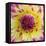 Yellow and red speckled dahlia-Clive Nichols-Framed Stretched Canvas