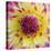 Yellow and red speckled dahlia-Clive Nichols-Stretched Canvas