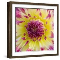 Yellow and red speckled dahlia-Clive Nichols-Framed Photographic Print