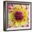 Yellow and red speckled dahlia-Clive Nichols-Framed Photographic Print