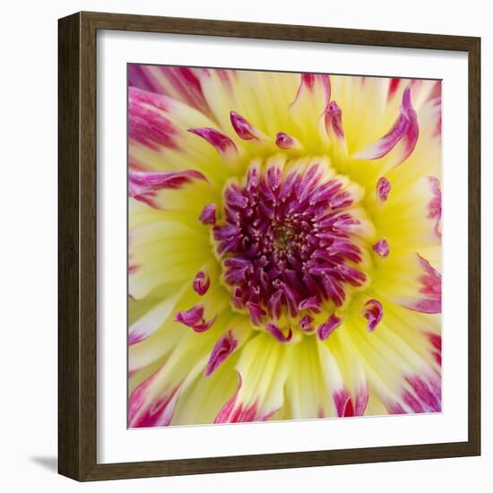 Yellow and red speckled dahlia-Clive Nichols-Framed Photographic Print