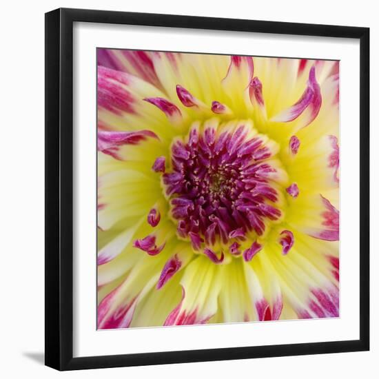 Yellow and red speckled dahlia-Clive Nichols-Framed Photographic Print