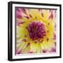Yellow and red speckled dahlia-Clive Nichols-Framed Photographic Print