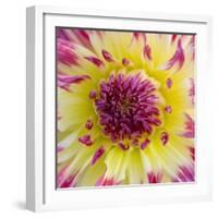 Yellow and red speckled dahlia-Clive Nichols-Framed Photographic Print