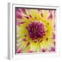 Yellow and red speckled dahlia-Clive Nichols-Framed Photographic Print