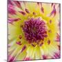 Yellow and red speckled dahlia-Clive Nichols-Mounted Photographic Print