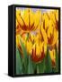 Yellow and Red Spring Tulips at Garfield Park, Indianapolis, Indiana, USA-Wendy Kaveney-Framed Stretched Canvas