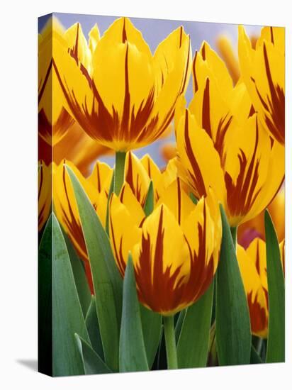 Yellow and Red Spring Tulips at Garfield Park, Indianapolis, Indiana, USA-Wendy Kaveney-Stretched Canvas