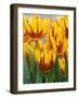 Yellow and Red Spring Tulips at Garfield Park, Indianapolis, Indiana, USA-Wendy Kaveney-Framed Photographic Print