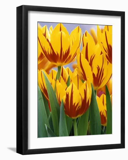 Yellow and Red Spring Tulips at Garfield Park, Indianapolis, Indiana, USA-Wendy Kaveney-Framed Photographic Print