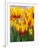 Yellow and Red Spring Tulips at Garfield Park, Indianapolis, Indiana, USA-Wendy Kaveney-Framed Photographic Print