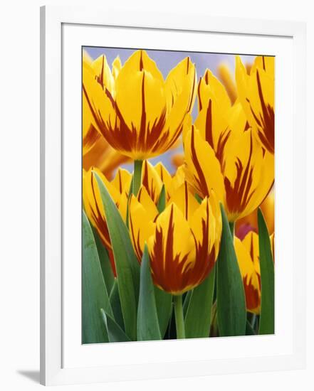 Yellow and Red Spring Tulips at Garfield Park, Indianapolis, Indiana, USA-Wendy Kaveney-Framed Photographic Print