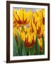 Yellow and Red Spring Tulips at Garfield Park, Indianapolis, Indiana, USA-Wendy Kaveney-Framed Photographic Print