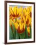 Yellow and Red Spring Tulips at Garfield Park, Indianapolis, Indiana, USA-Wendy Kaveney-Framed Photographic Print