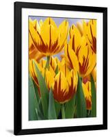 Yellow and Red Spring Tulips at Garfield Park, Indianapolis, Indiana, USA-Wendy Kaveney-Framed Photographic Print