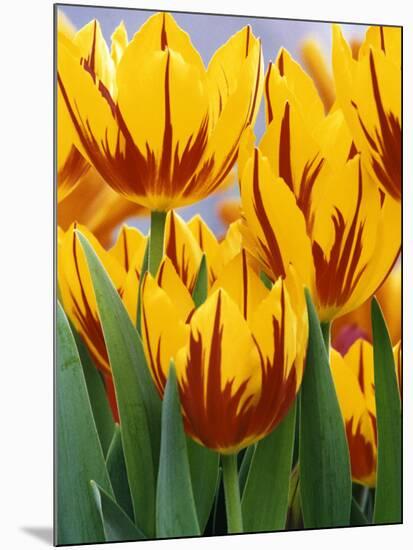 Yellow and Red Spring Tulips at Garfield Park, Indianapolis, Indiana, USA-Wendy Kaveney-Mounted Photographic Print