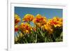 Yellow and Red Tulips-Ivonnewierink-Framed Photographic Print