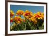 Yellow and Red Tulips-Ivonnewierink-Framed Photographic Print