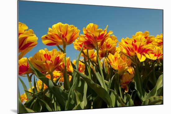 Yellow and Red Tulips-Ivonnewierink-Mounted Photographic Print
