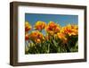 Yellow and Red Tulips-Ivonnewierink-Framed Photographic Print