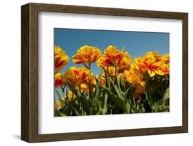 Yellow and Red Tulips-Ivonnewierink-Framed Photographic Print