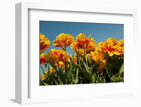 Yellow and Red Tulips-Ivonnewierink-Framed Photographic Print