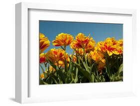 Yellow and Red Tulips-Ivonnewierink-Framed Photographic Print