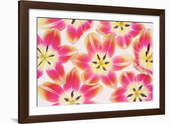 Yellow and Red Tulips-Cora Niele-Framed Photographic Print