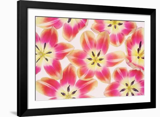 Yellow and Red Tulips-Cora Niele-Framed Photographic Print