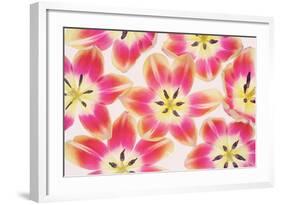 Yellow and Red Tulips-Cora Niele-Framed Photographic Print