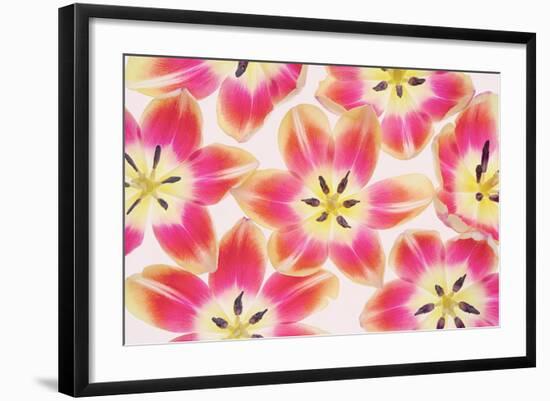 Yellow and Red Tulips-Cora Niele-Framed Photographic Print