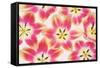 Yellow and Red Tulips-Cora Niele-Framed Stretched Canvas