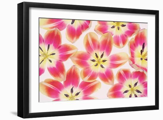 Yellow and Red Tulips-Cora Niele-Framed Photographic Print