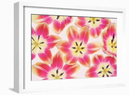 Yellow and Red Tulips-Cora Niele-Framed Photographic Print