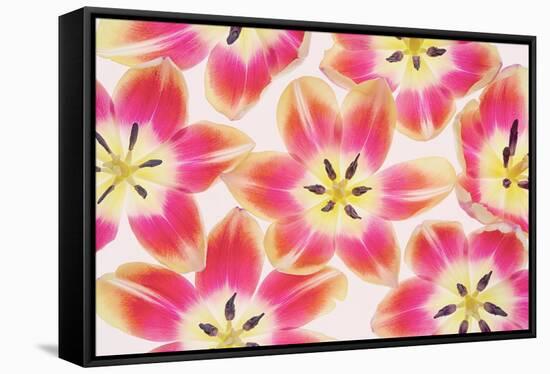 Yellow and Red Tulips-Cora Niele-Framed Stretched Canvas