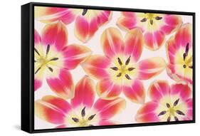 Yellow and Red Tulips-Cora Niele-Framed Stretched Canvas