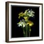 Yellow and White Daffodil Bouquet-Magda Indigo-Framed Photographic Print