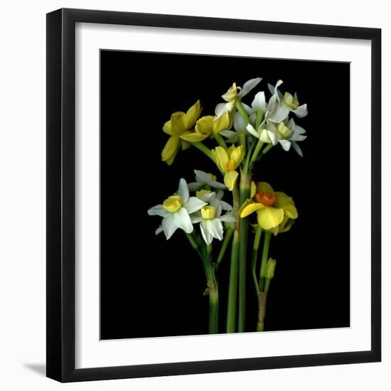 Yellow and White Daffodil Bouquet-Magda Indigo-Framed Photographic Print