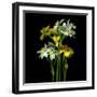 Yellow and White Daffodil Bouquet-Magda Indigo-Framed Photographic Print