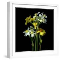 Yellow and White Daffodil Bouquet-Magda Indigo-Framed Photographic Print