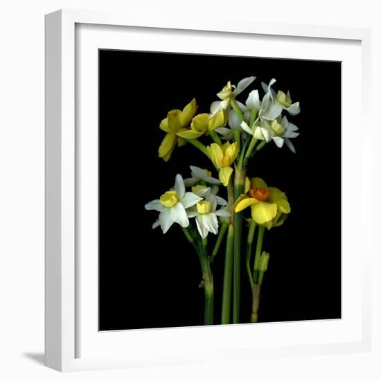 Yellow and White Daffodil Bouquet-Magda Indigo-Framed Photographic Print