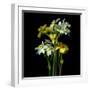 Yellow and White Daffodil Bouquet-Magda Indigo-Framed Photographic Print