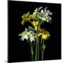 Yellow and White Daffodil Bouquet-Magda Indigo-Mounted Photographic Print
