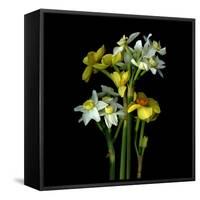 Yellow and White Daffodil Bouquet-Magda Indigo-Framed Stretched Canvas