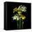 Yellow and White Daffodil Bouquet-Magda Indigo-Framed Stretched Canvas