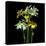 Yellow and White Daffodil Bouquet-Magda Indigo-Stretched Canvas