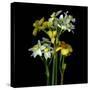 Yellow and White Daffodil Bouquet-Magda Indigo-Stretched Canvas