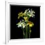 Yellow and White Daffodil Bouquet-Magda Indigo-Framed Photographic Print